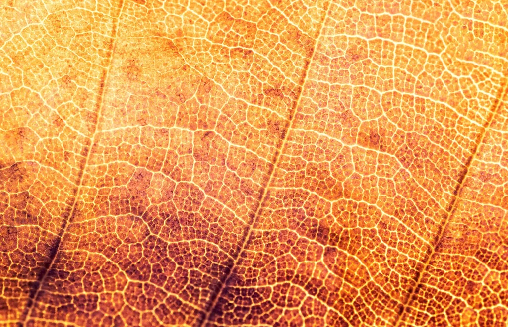 Body Acceptance, Self Compassion, and Noom