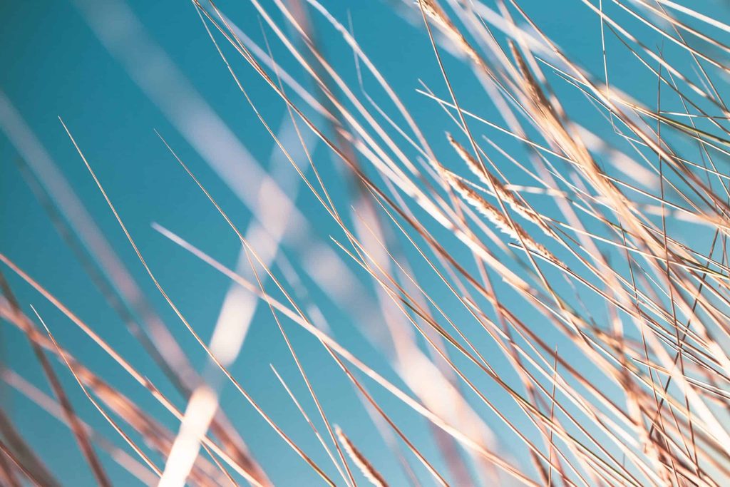 golden strands of wheat against a blue sky